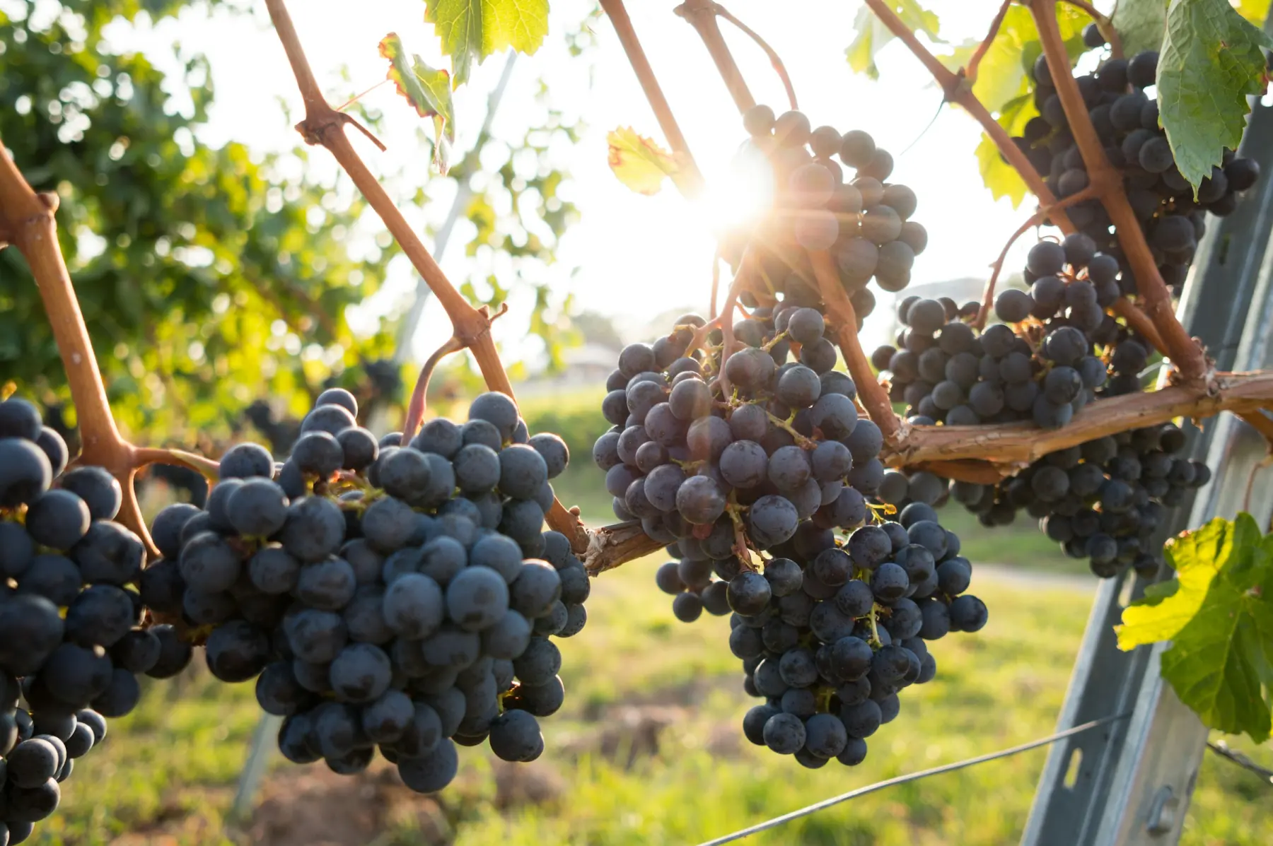 Grape clusters on the vine before harvest